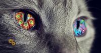 Meow Meow Implants Bitcoin Wallet Into Own Paw