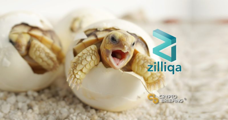 Zilliqa Hopes Its New Incubator Will Hatch New dApps