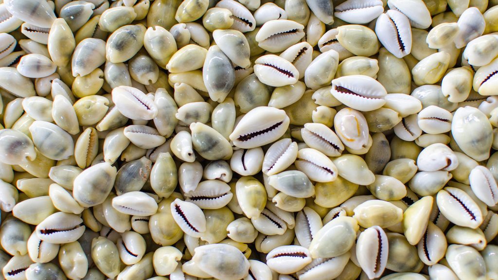 Cowrie shells