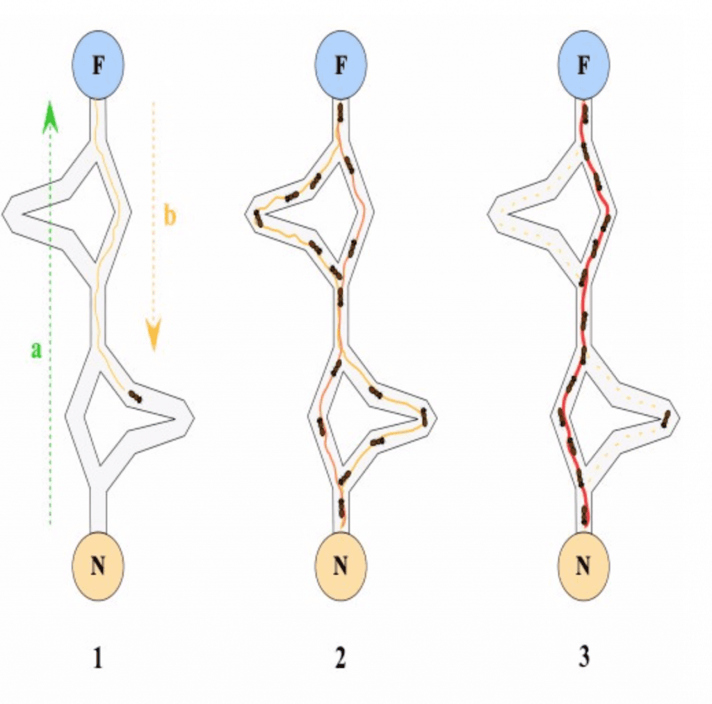 Ant routing concept