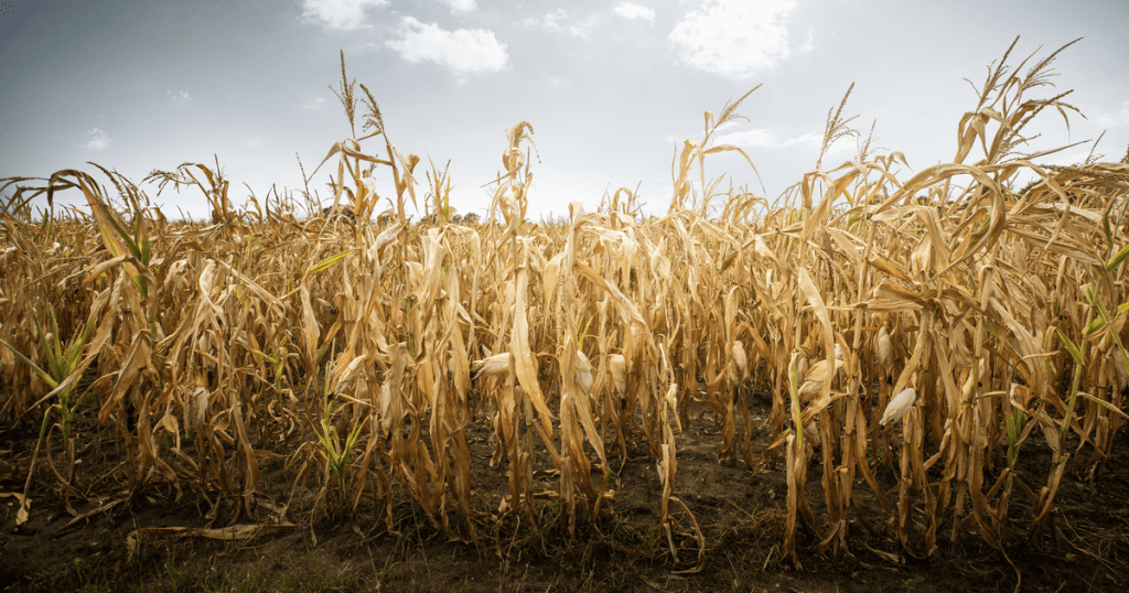Risk Builds as Farmers Pile $1 Billion into Compound