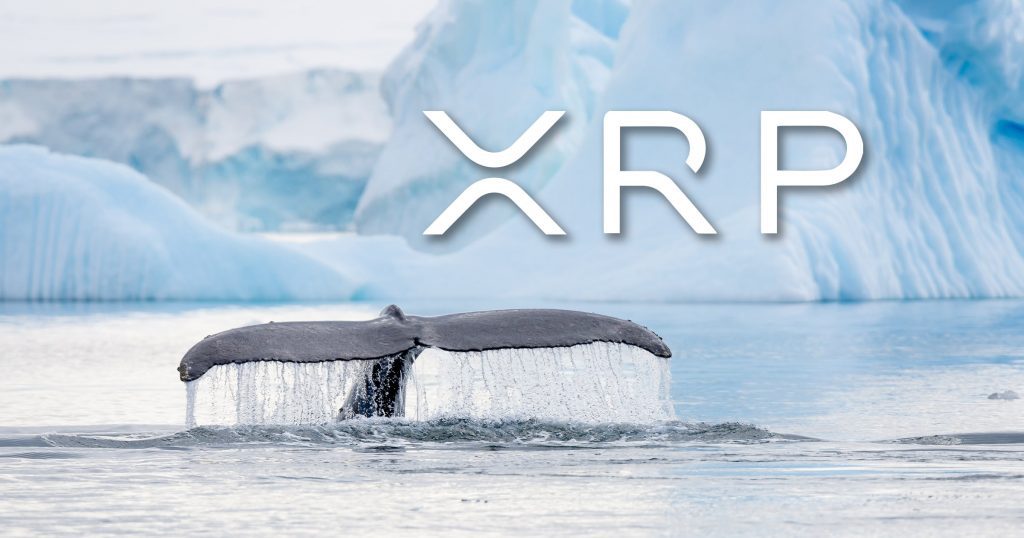 XRP Whales Go Into Buying Frenzy, Further Gains Ahead?
