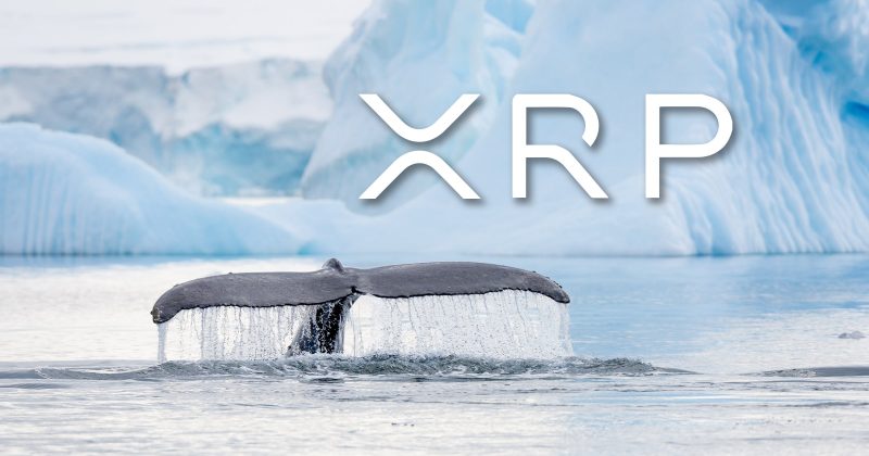 XRP Whales Go Into Buying Frenzy, Further Gains Ahead?