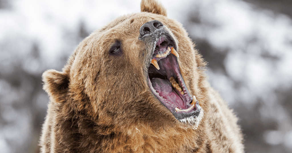 Bitcoin Bears on the Prowl as BTC Options Hit All-Time High