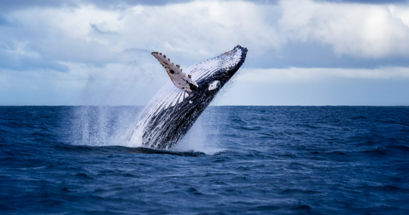 Ethereum Whales Enter Buying Frenzy as ETH 2.0 Mainnet Approaches