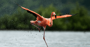 NEO’s DeFi Project Flamingo Botched Its Yield Farming Launch