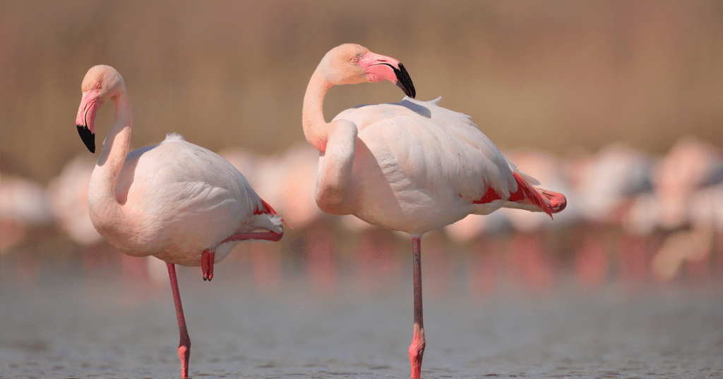 Flamingo Will Make Ethereum-NEO Multi-Chain Yield Farming Possible