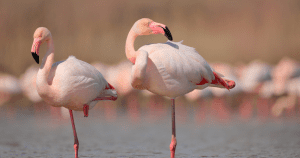 Flamingo Will Make Ethereum-NEO Multi-Chain Yield Farming Possible