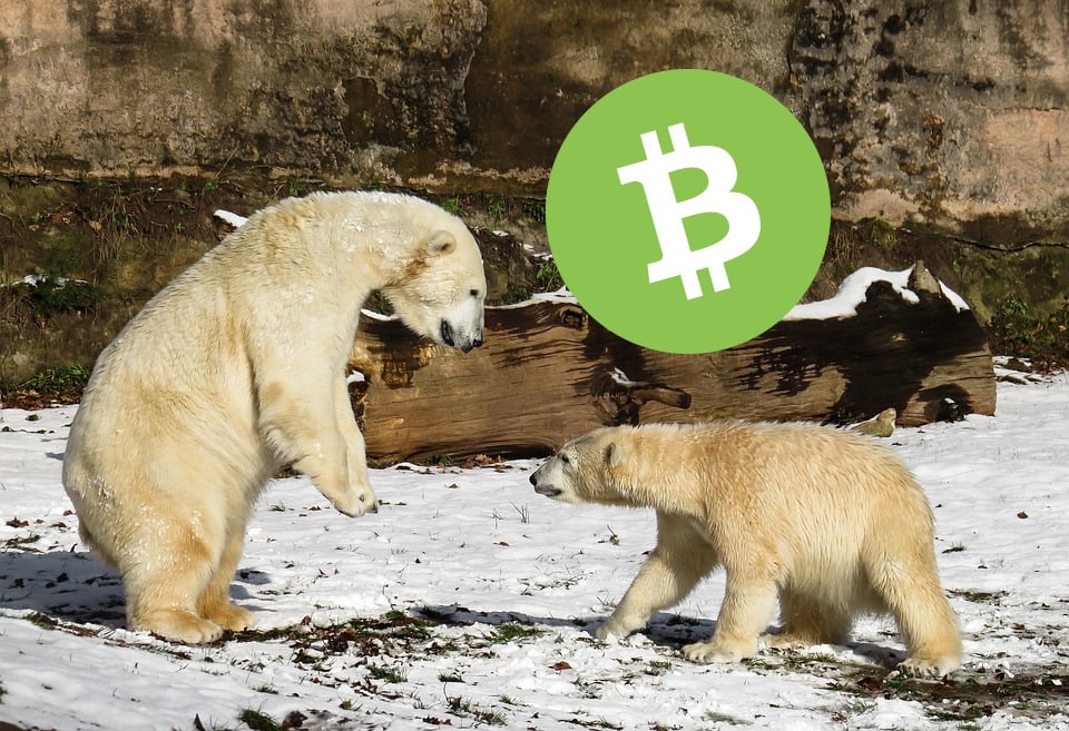 Bitcoin Cash Faction Prolongs November Feud