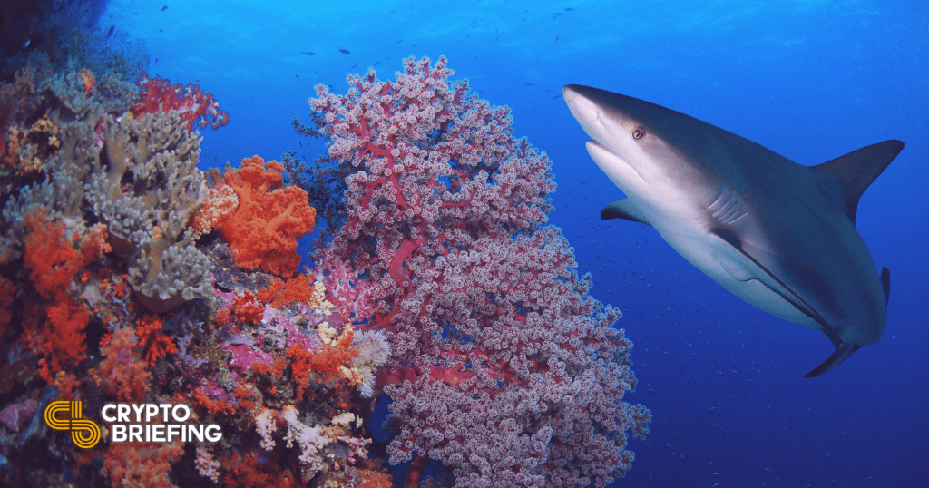 Alameda Research, Reef Finance Clash Offers Stark Crypto Warning