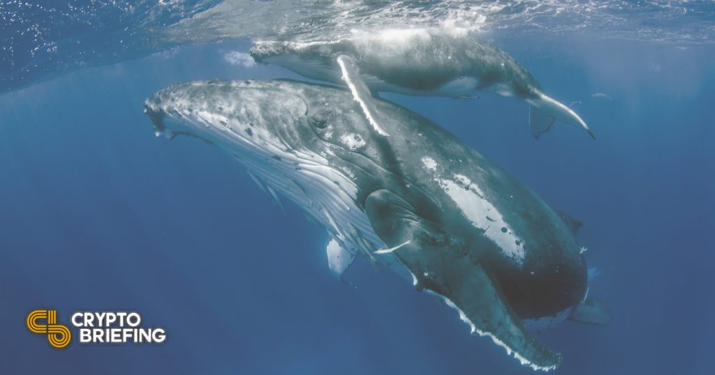 Cardano Faces Critical Resistance After Whale Frenzy