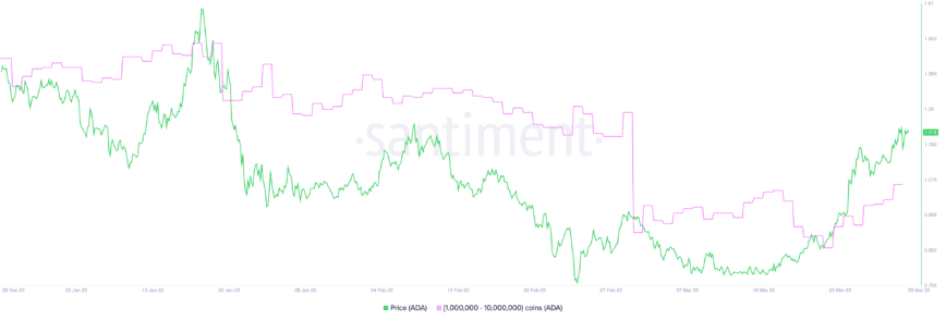 Cardano Network Activity