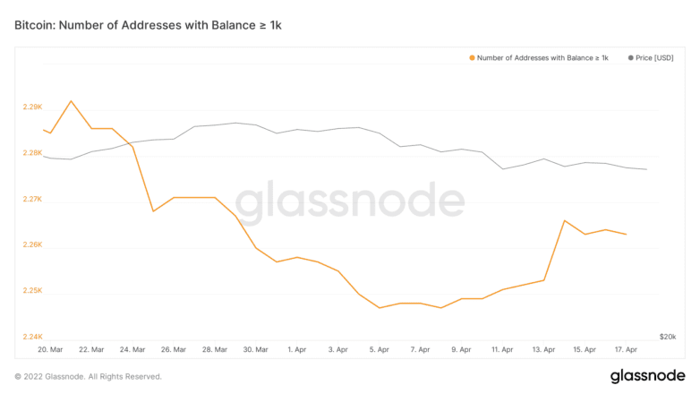 Bitcoin Whales Balance: