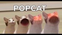 Popcat hits new ATH, leads Solana meme coin rally