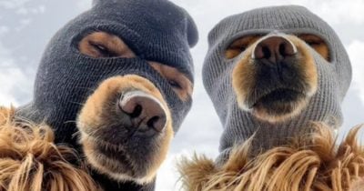 US lawmaker Michael Collins revealed to be trading meme coin Ski Mask Dog