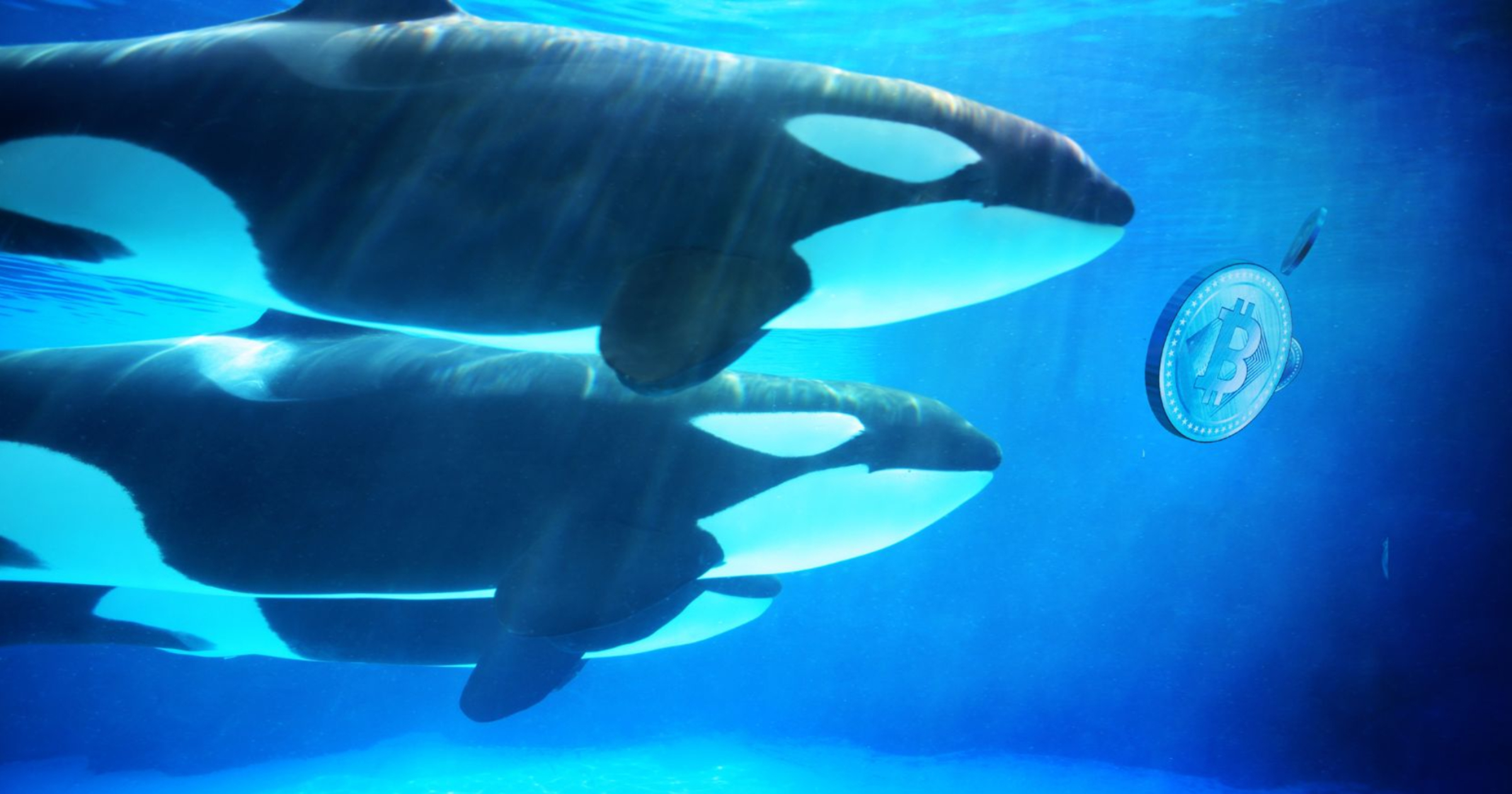 Hyperliquid whale denies cybercrime claims, ZachXBT to release evidence -  Crypto Briefing