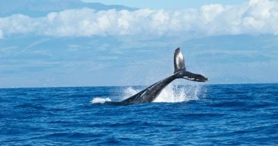 Bitcoin OG sells 3,000 BTC for $363.87M USDC at $121,291 each