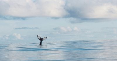 Hyperliquid short whale moves 2,000 Bitcoin to Coinbase Hyperliquid short whale moves 2,000 Bitcoin to Coinbase