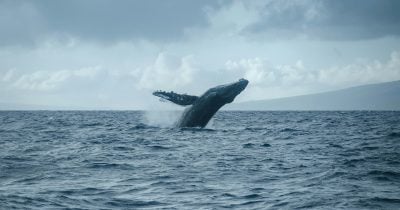 New whale wallet deposits $7M into Hyperliquid for $BTC, $XRP short positions - CryptoBriefing | Related Crypto Article