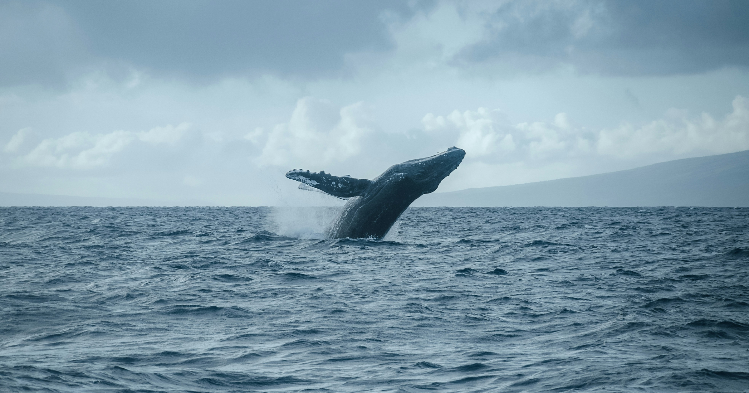 New whale wallet deposits $7M into Hyperliquid for $BTC, $XRP short  positions