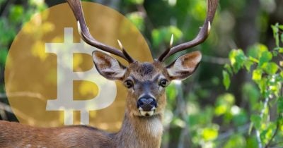 Bitcoin miner Bitdeer reports $169.7M revenue beat in Q3 earnings - CryptoBriefing | Related Crypto Article