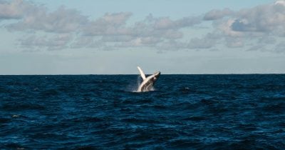 BTC whale switches from $91M short to 3x long position