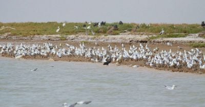 Kuwait foreign ministry summons Iran’s ambassador over Boubyan Island infiltration