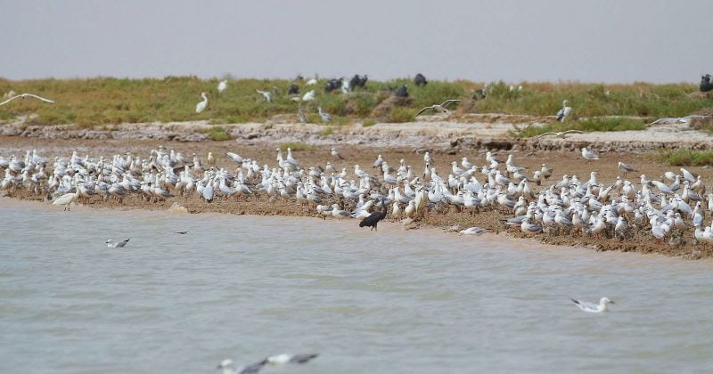 Kuwait foreign ministry summons Iran’s ambassador over Boubyan Island infiltration