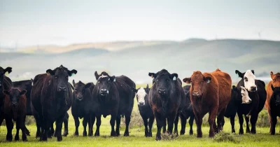 Trump administration proposes temporary cut to beef import tariffs amid rancher concerns over long-term impacts