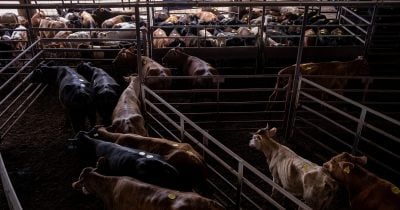 Trump postpones beef tariff cuts amid concerns from US cattle farmers