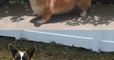Corgi files 41 new ETFs, dominates June launches with 50 total products in a single week