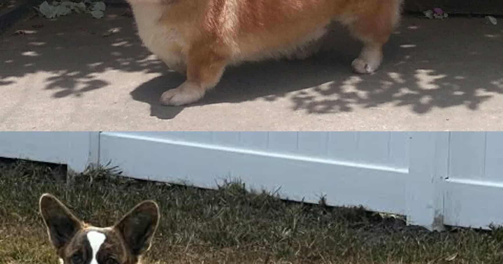 Corgi files 41 new ETFs, dominates June launches with 50 total products in a single week