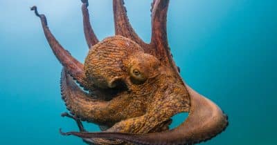Kraken’s FIFA World Cup sponsorship gets spotlight as England faces DR Congo in knockout round