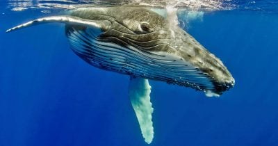Whale expands $HYPE short amid price dip, market eyes potential short squeeze