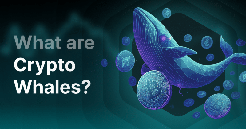 Lighter and Mantle networks see surge in whale activity as altcoin volatility rises