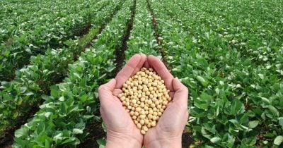 China buys 330,000 metric tons of US soybeans for 2026 shipment