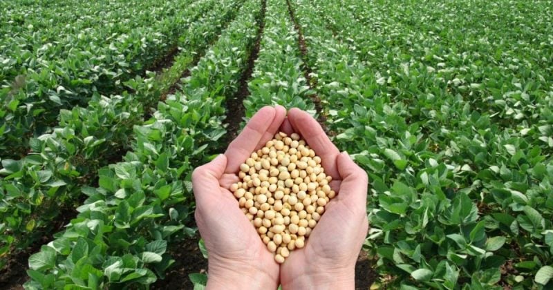 China buys 330,000 metric tons of US soybeans for 2026 shipment