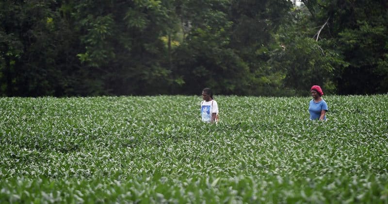 China extends US soybean buying spree as trade thaw reshapes macro outlook for risk assets