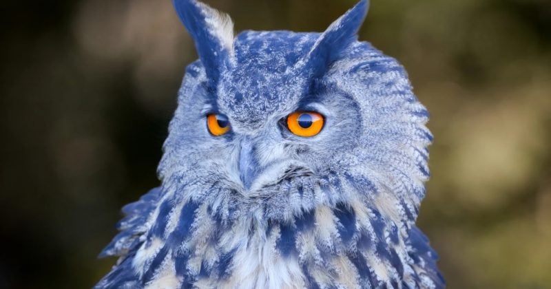 UBS triggers exodus from Blue Owl private credit fund