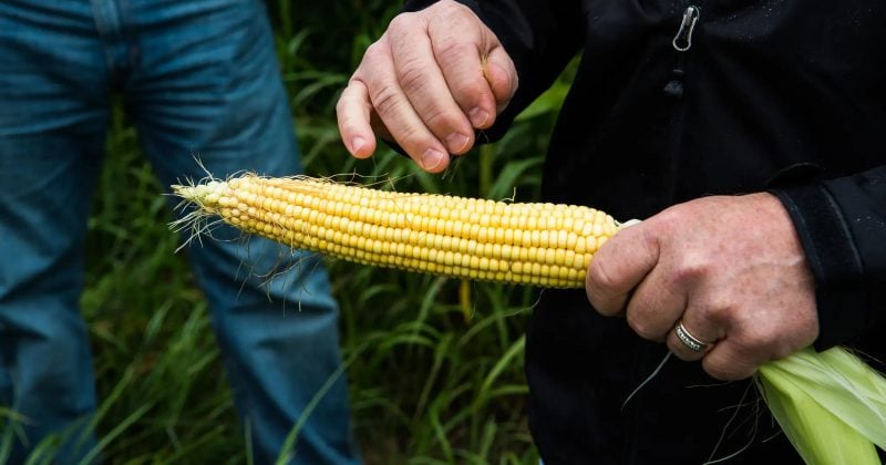 US tariffs on wood, machinery, and corn ethanol set to reshape trade landscape this month