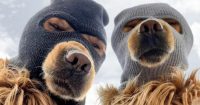 Congresista de EEUU Michael Collins revela comercios de meme coin Ski Mask Dog