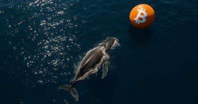 8835f0d9-6841-49da-b8b0-9f345daa6ac4.jpg Ballena de Bitcoin acumula $356.6M en BTC