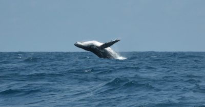 76466b7f-1071-464f-a48e-2f19e9122cb2.jpg CryptoQuant informa que las ballenas de Bitcoin vuelven a tener ganancias a $112,788