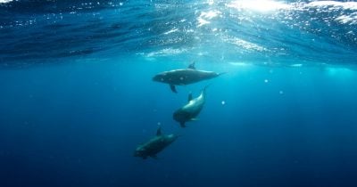 4b9850ab-a9c4-4ed6-aaba-957eef48bd83.jpg Vendedores a largo plazo descargan 325,600 Bitcoin en la mayor caída mensual desde julio de 2025