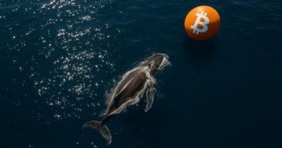 Más de 10,000 Bitcoin comprados por whales en las últimas 24 horas