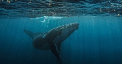 Owen Gunden, pionero del Bitcoin, mueve $372M en BTC, primer lote llega a Kraken