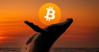 Ballenas de Bitcoin acumulan 54K BTC valorados en $4.66B mientras el mercado se mantiene estable