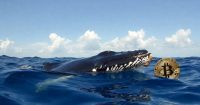 Ballenas retiran 1,600 Bitcoin de Binance