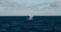 Ballenas acumulan 280 M USD en Bitcoin en 15 horas