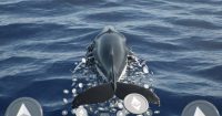 Ballena Ethereum, Trend Research, desintegra posici&oacute;n ETH con p&eacute;rdidas de $747M